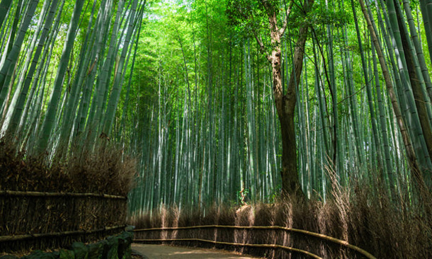 Bamboo Forest Road